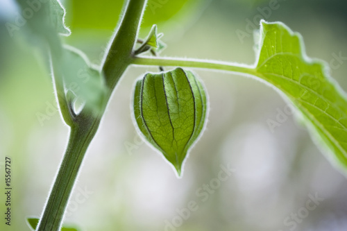 Physalis peruviana
