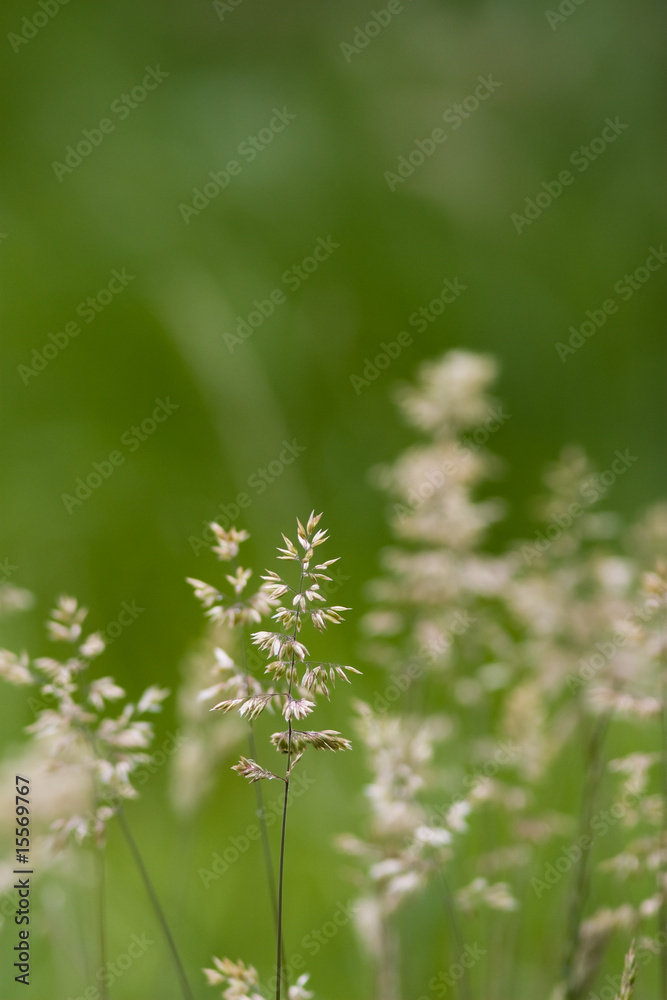Summer Grass Summer Grass