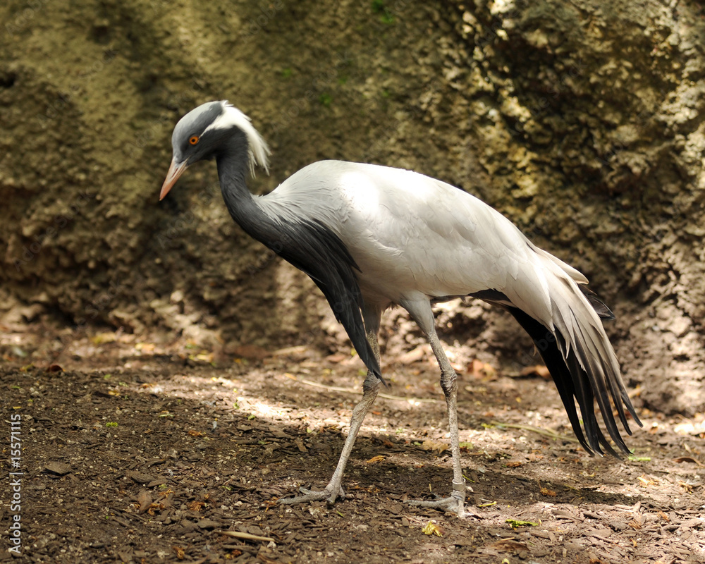 Fototapeta premium Demoiselle crane