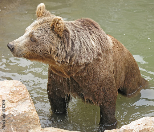 Animal park - Brown bear in water