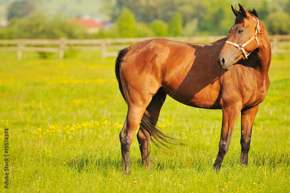 Fototapeta premium horse nature