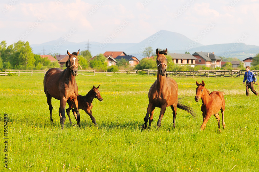 Obraz premium horse nature