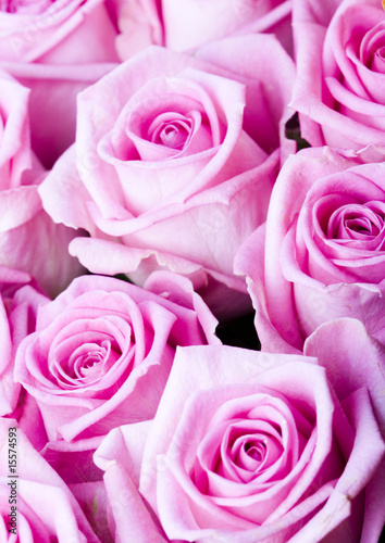 Beautiful romantic flower