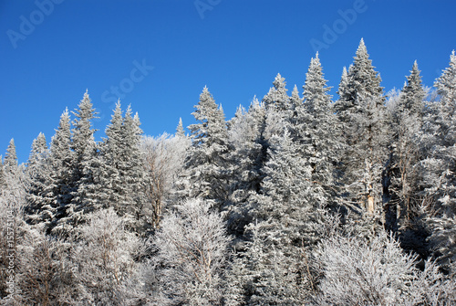 Snow covered pine and fir trees