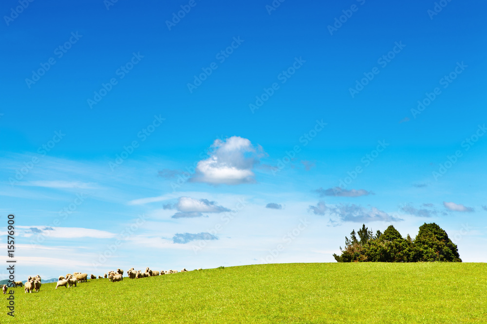 Fototapeta premium Green field and blue sky