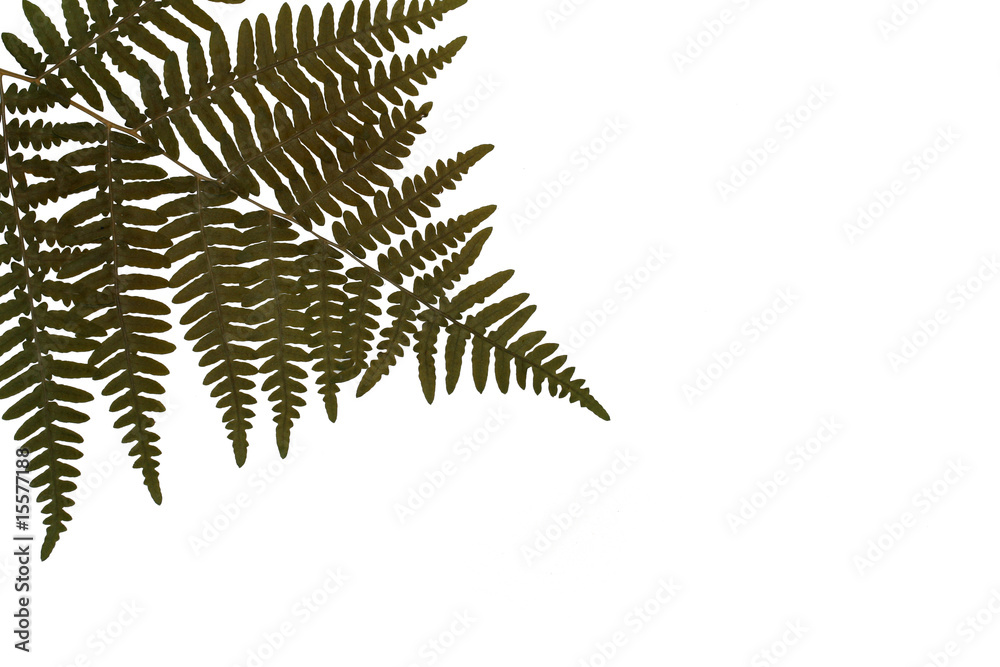Naklejka premium Dry fern decoration