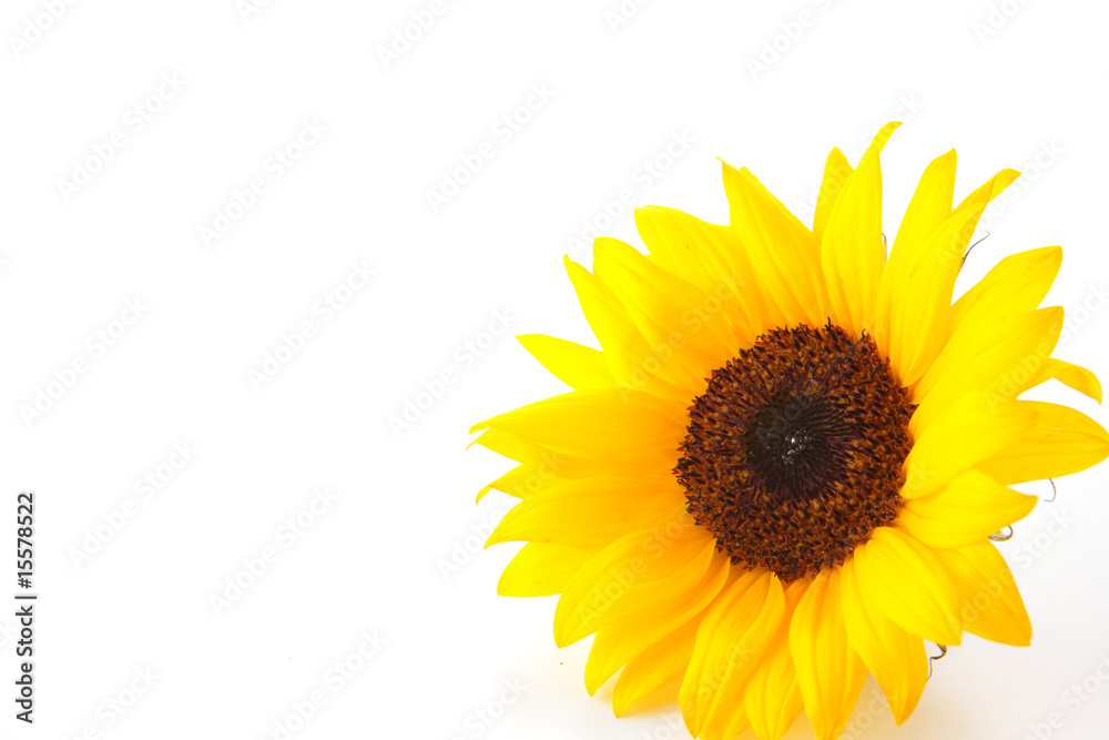 Obraz premium ひまわり