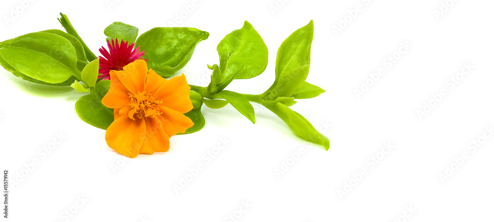 leaf and yellow flower
