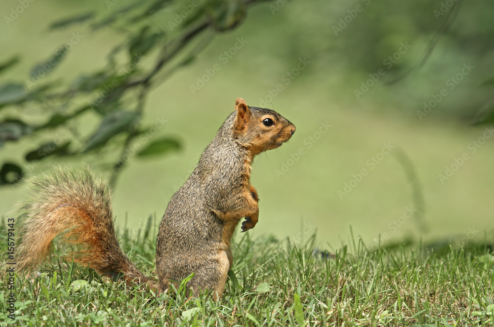 Fox Squirrel (Sciurus niger) Fox Squirrel (Sciurus niger)