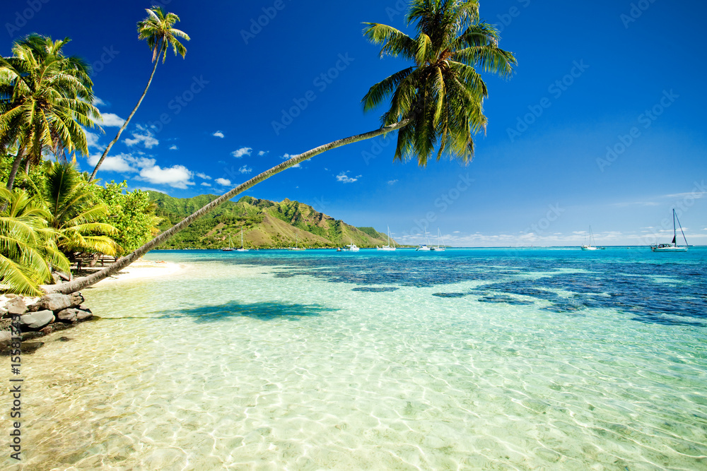Obraz premium Palm tree hanging over stunning lagoon