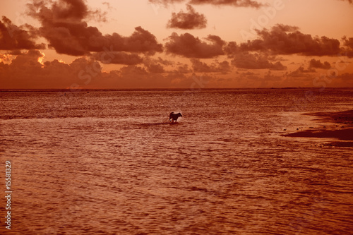 Lagoon in South Pacific Ocean with running Dog at Sunset © amelie