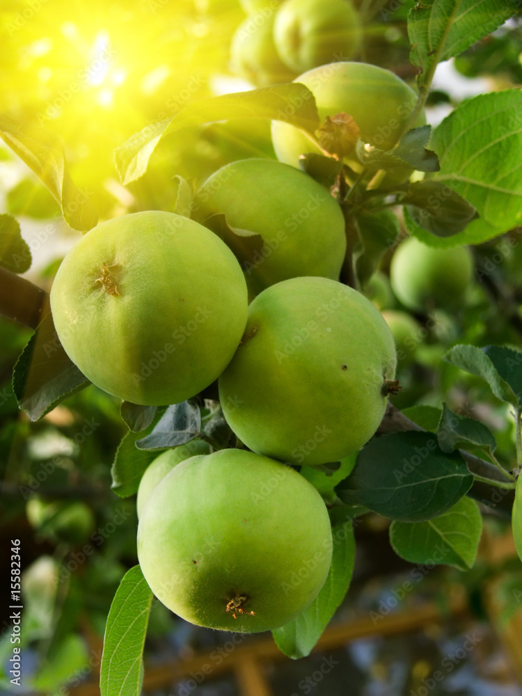 Apples on a tree