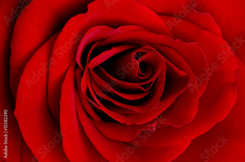 rose of love