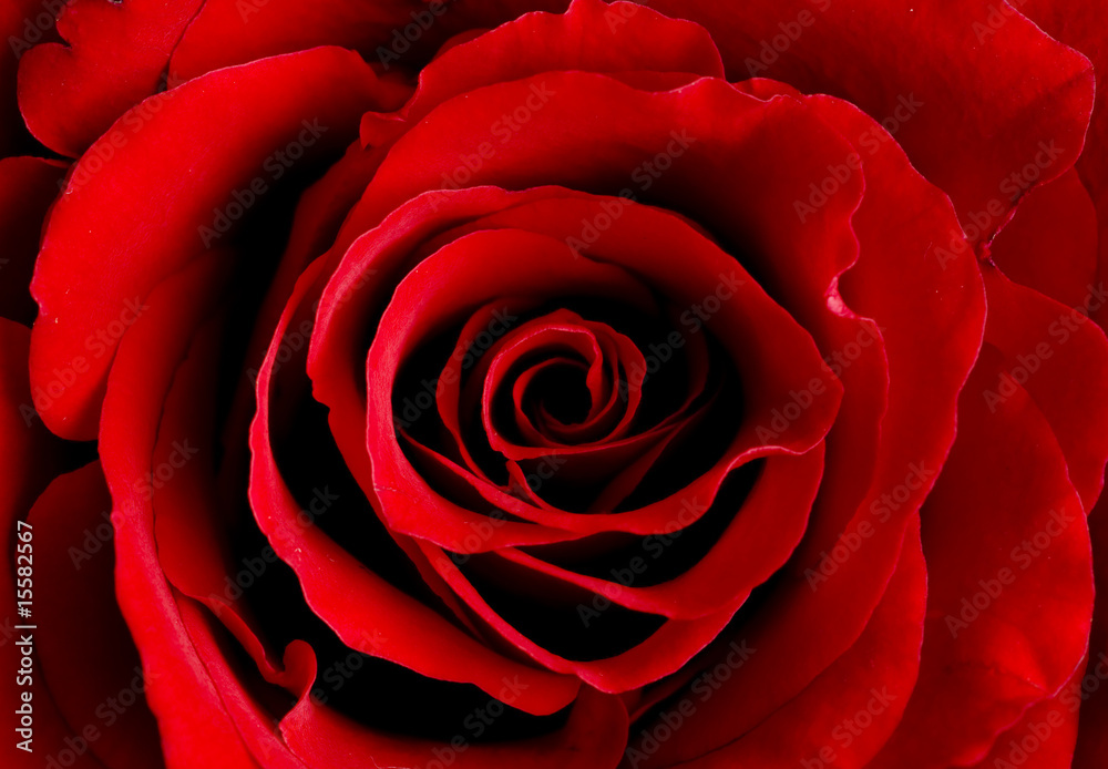 rose of love