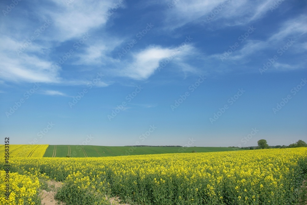 blooming yellow rape on background of sky