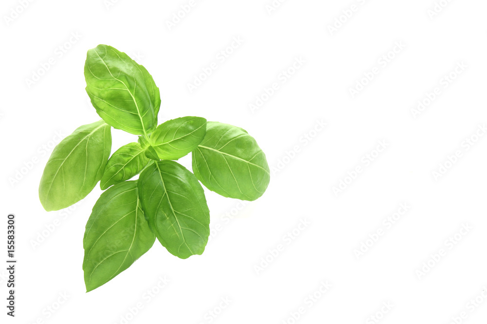 Fresh basi leaves Fresh basi leaves
