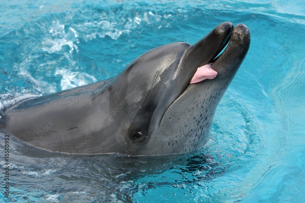 Obraz premium Dolphin and Tongue