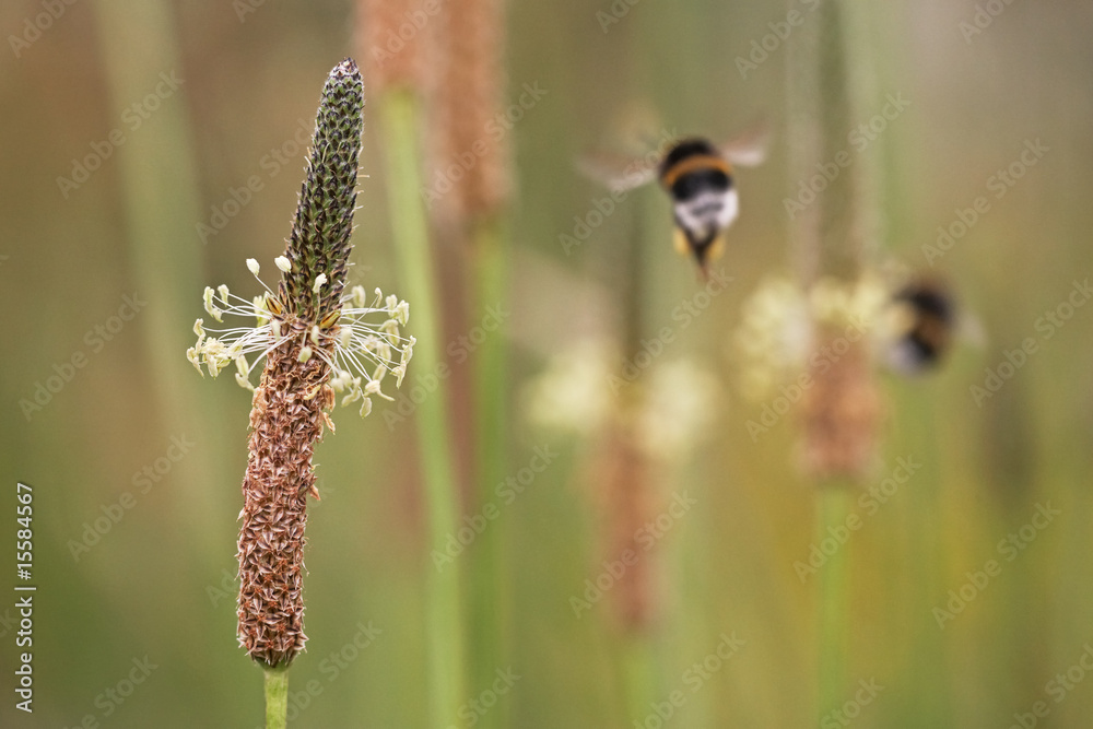 Fototapeta premium ribwort blossoms and bumblebees