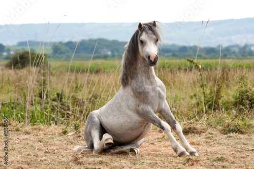 Tableau sur toile Grey gelding arises from a roll