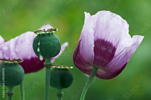 opium poppy, cut photo