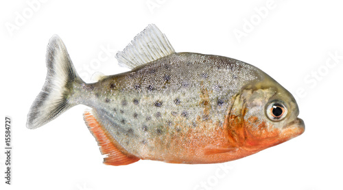 side view on a Piranha fish - Serrasalmus nattereri photo