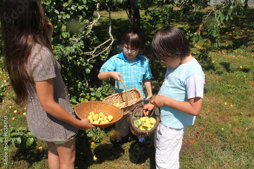 enfants entrain de ceuillir des fruits photo