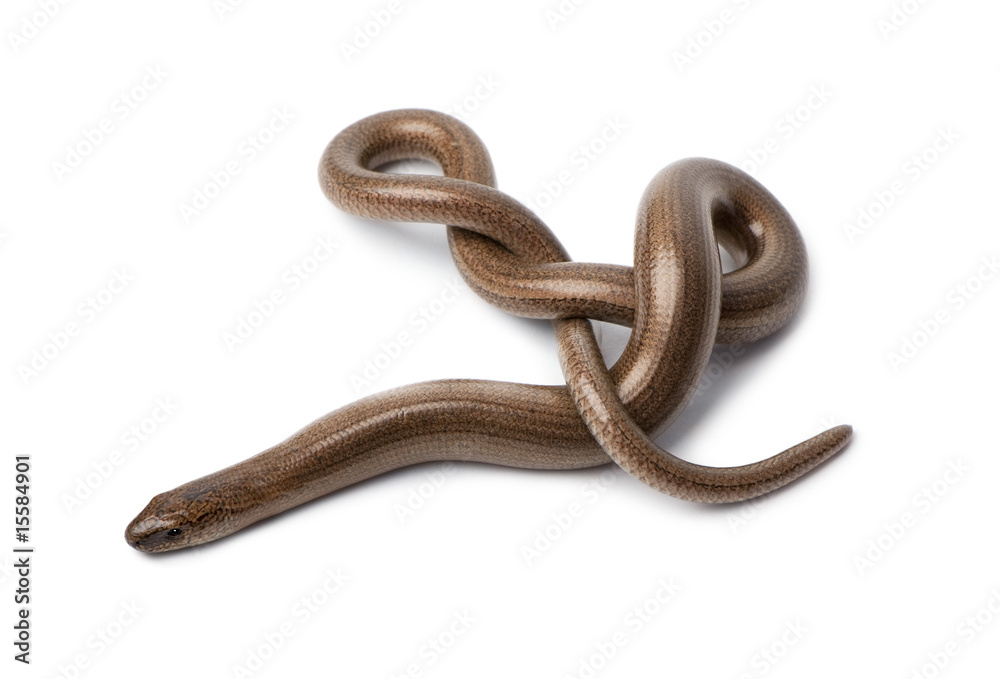 Top view of a slowworm - Anguis fragilis Top view of a slowworm - Anguis fragilis