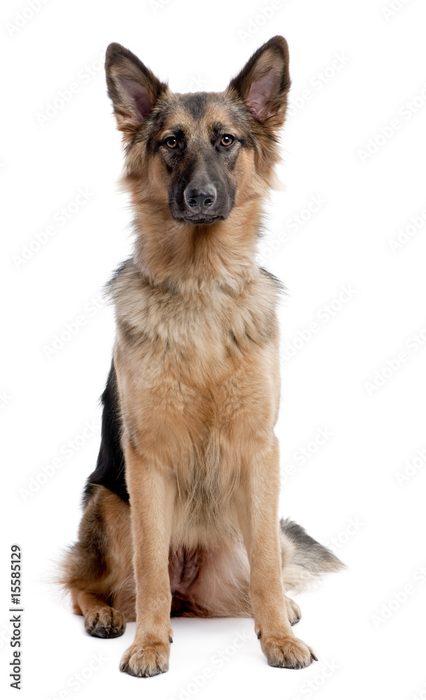 german shepherd dog sitting and facing at the camera german shepherd dog sitting and facing at the camera