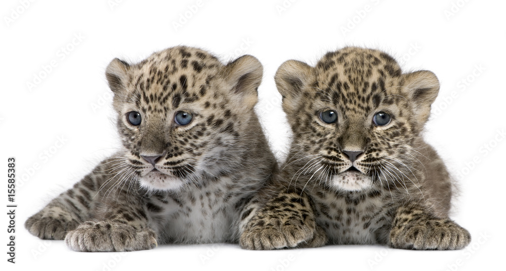 Naklejka premium Perski leopard Cub (6 tygodni)