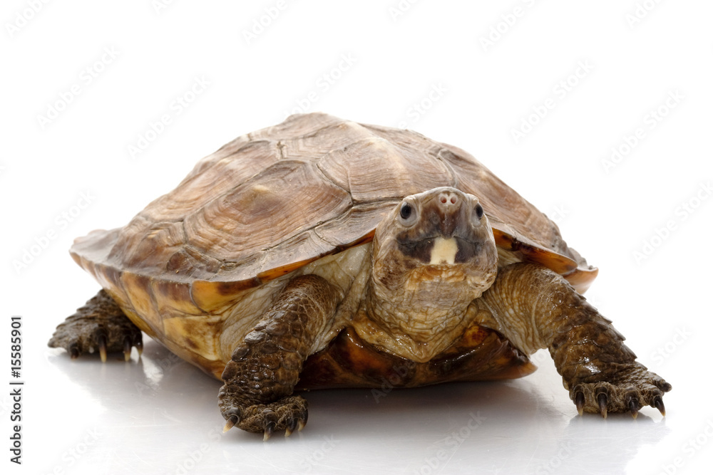 Obraz premium Sulawesi forest turtle