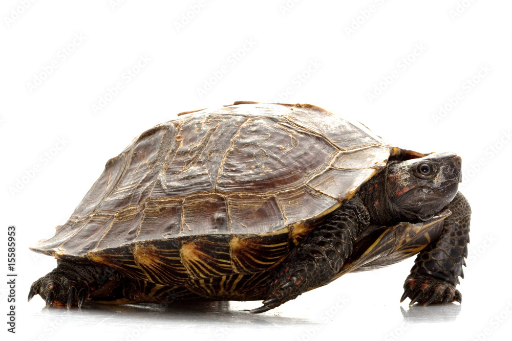 Obraz premium Spiny Turtle