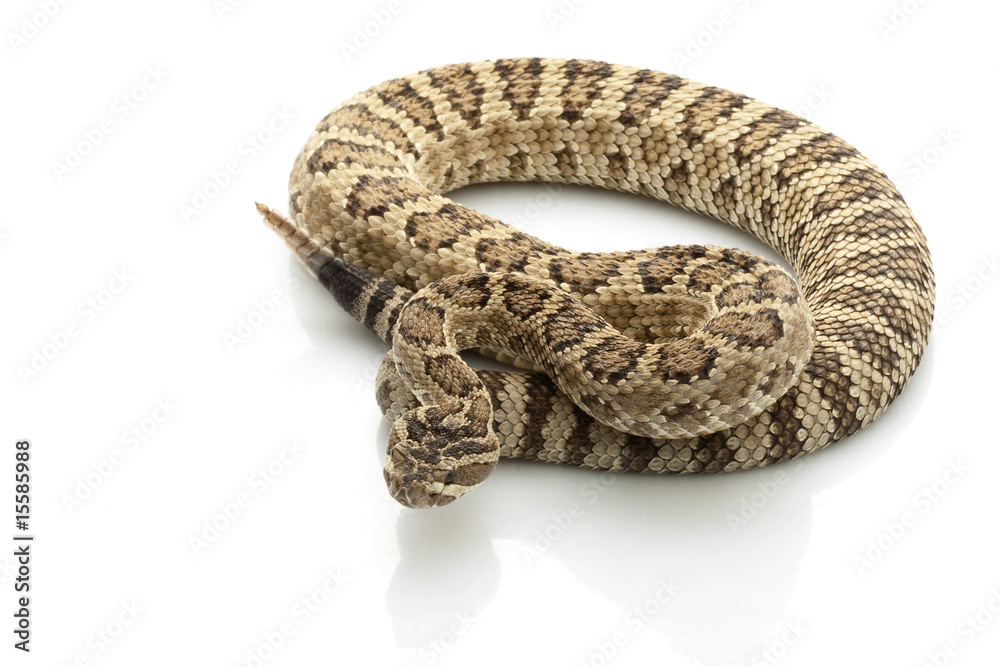 Fototapeta premium Great Basin Rattlesnake