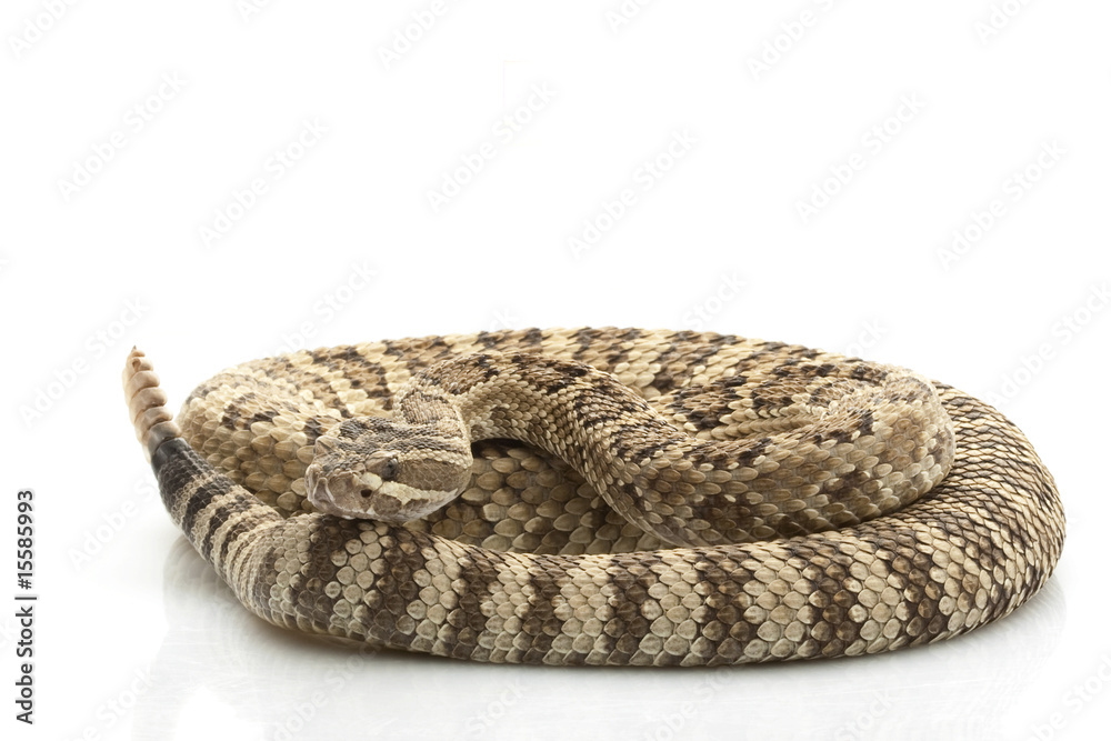 Obraz premium Great Basin Rattlesnake