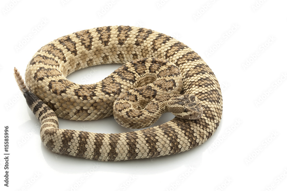 Great Basin Rattlesnake Great Basin Rattlesnake