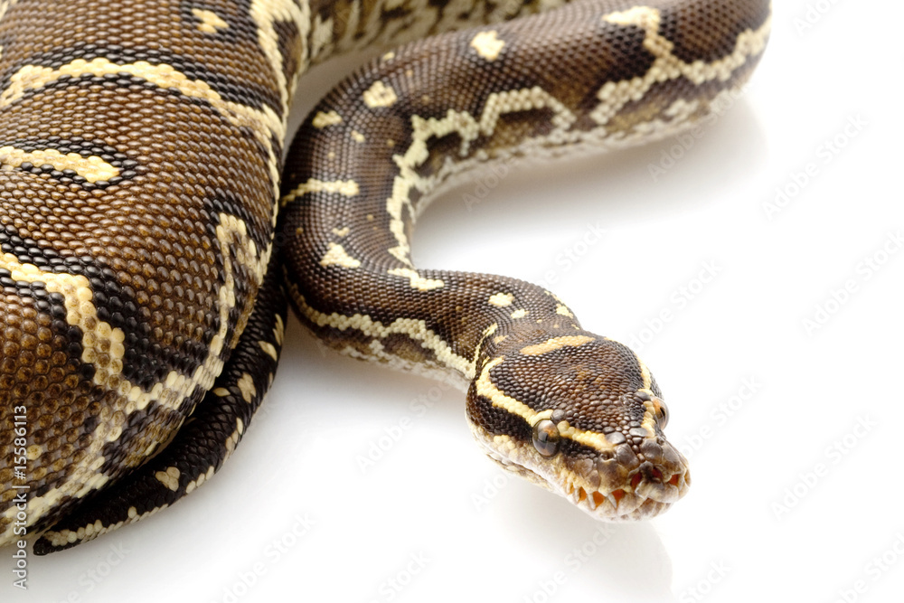 Angolan python Angolan python