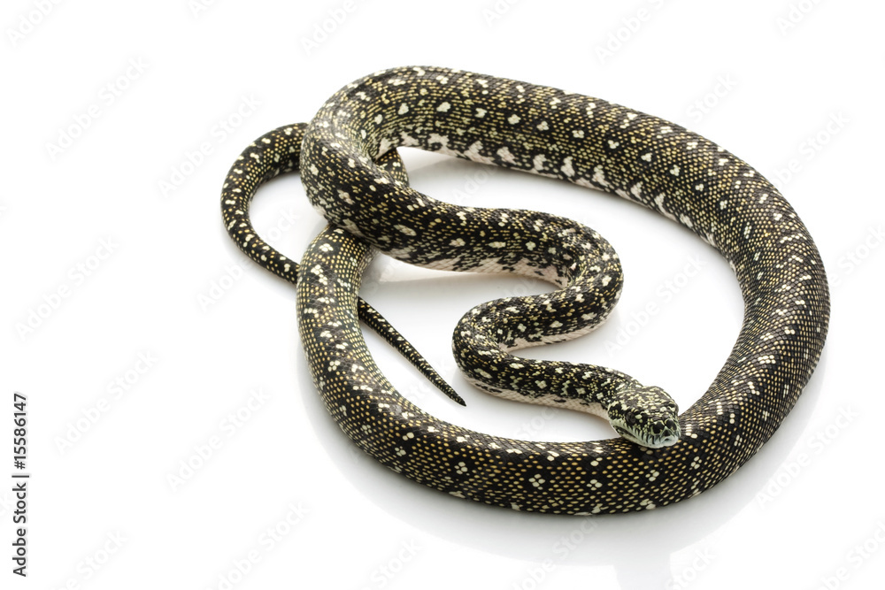 Diamond Python Diamond Python