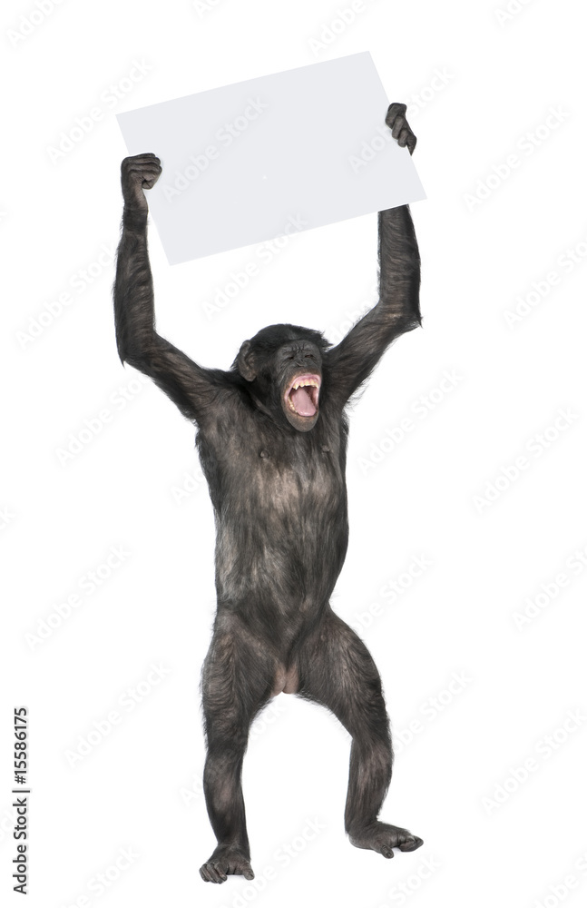 Naklejka premium protesting monkey
