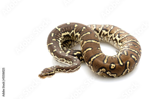Angolan python