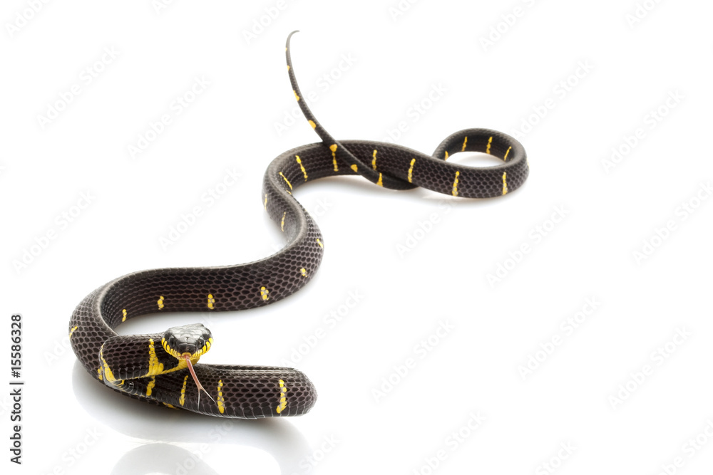 Fototapeta premium Mangrove Snake