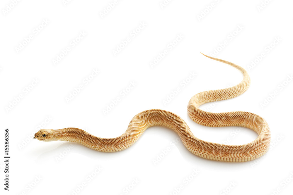 Patternless Southern Pine Snake Patternless Southern Pine Snake