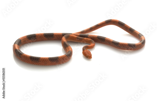 Banded Cat-eyed Snake photo