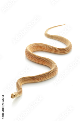 Patternless Southern Pine Snake