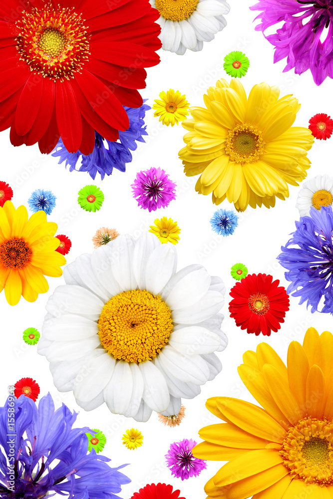 Summer flowers isolated on white background