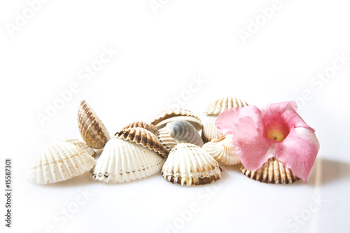 shells and pink flowers