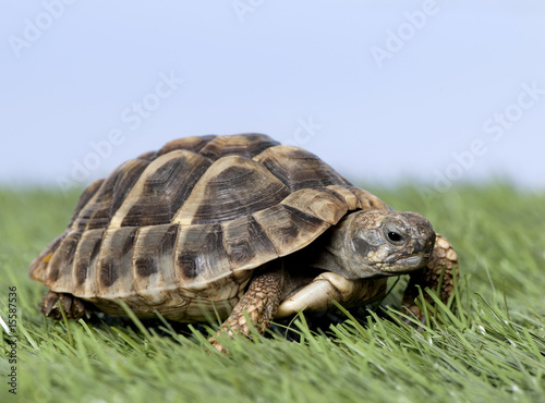 Turtle on grass against a blue sky