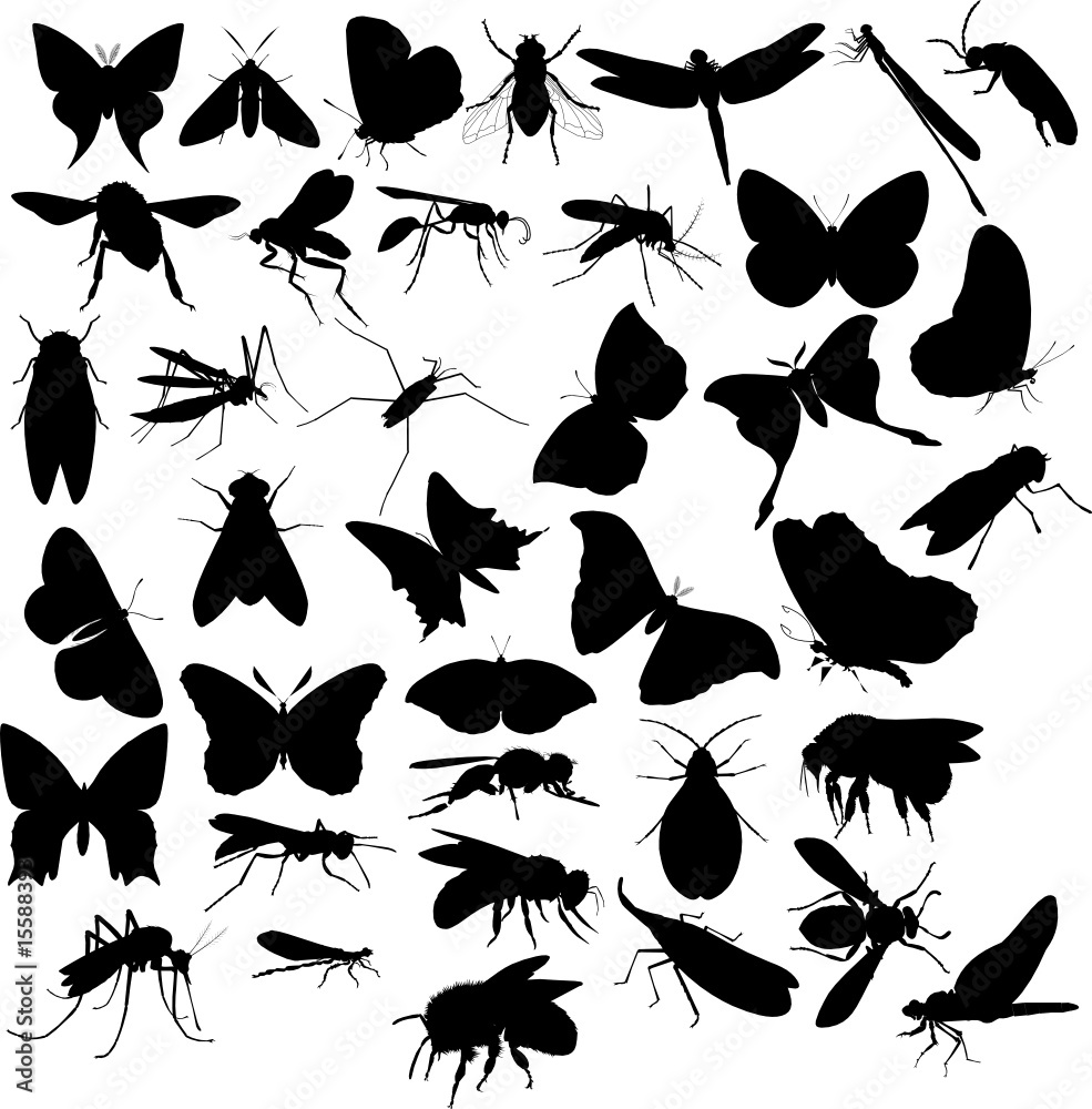 Naklejka premium Flying insects