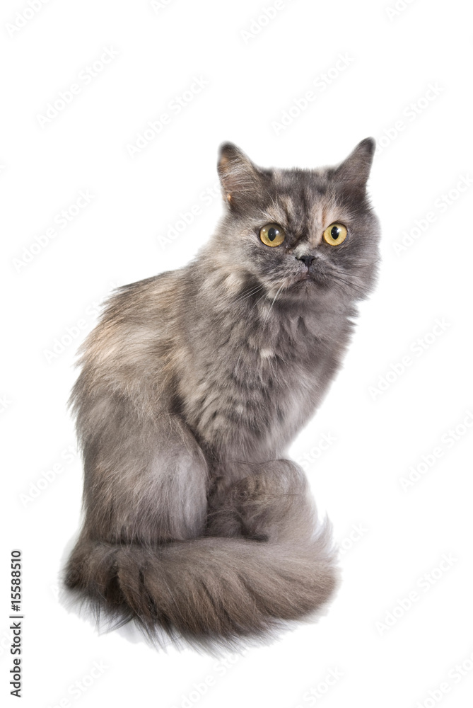 Obraz premium Lady-cat home-zoon