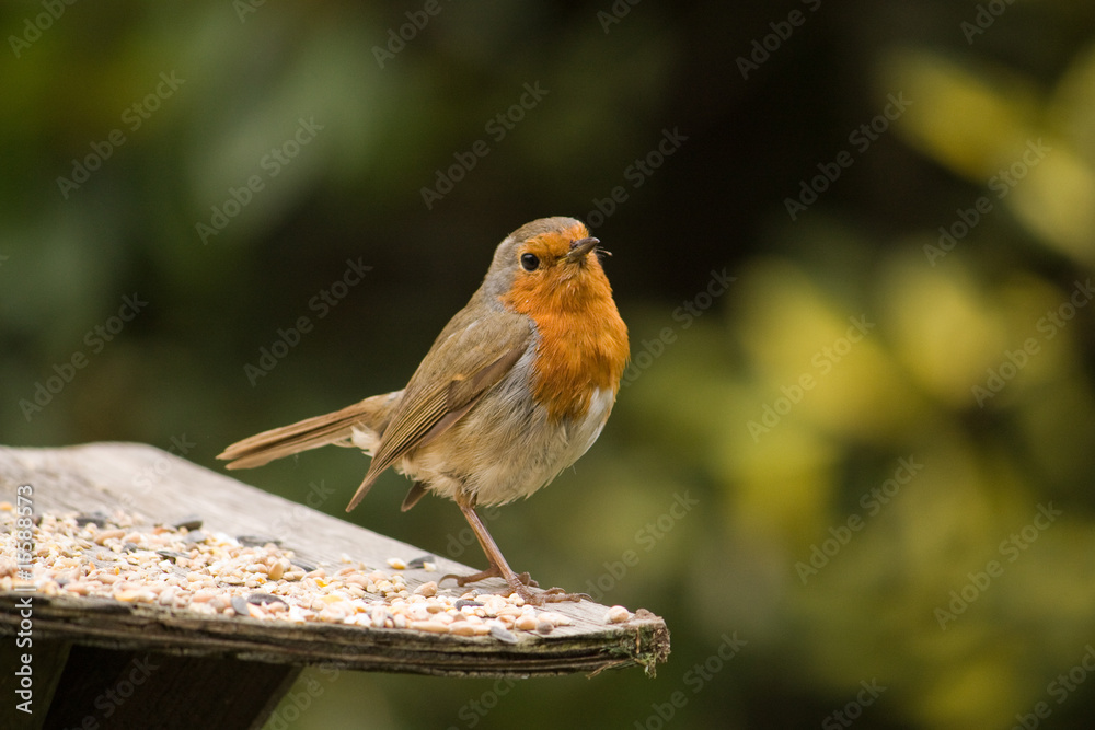 Robin 2 Robin 2