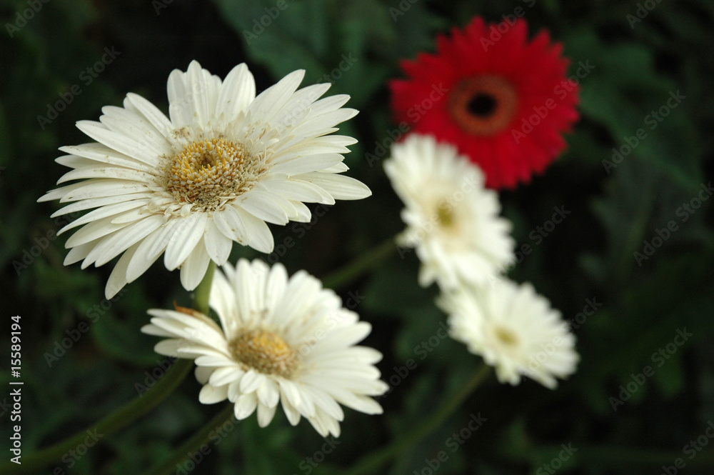 Obraz premium daisy