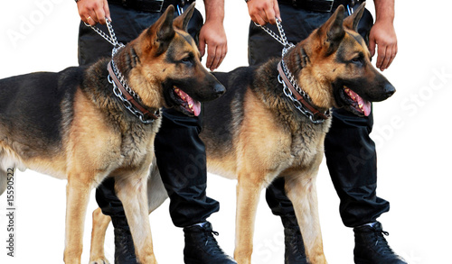 Duo de chiens policier photo